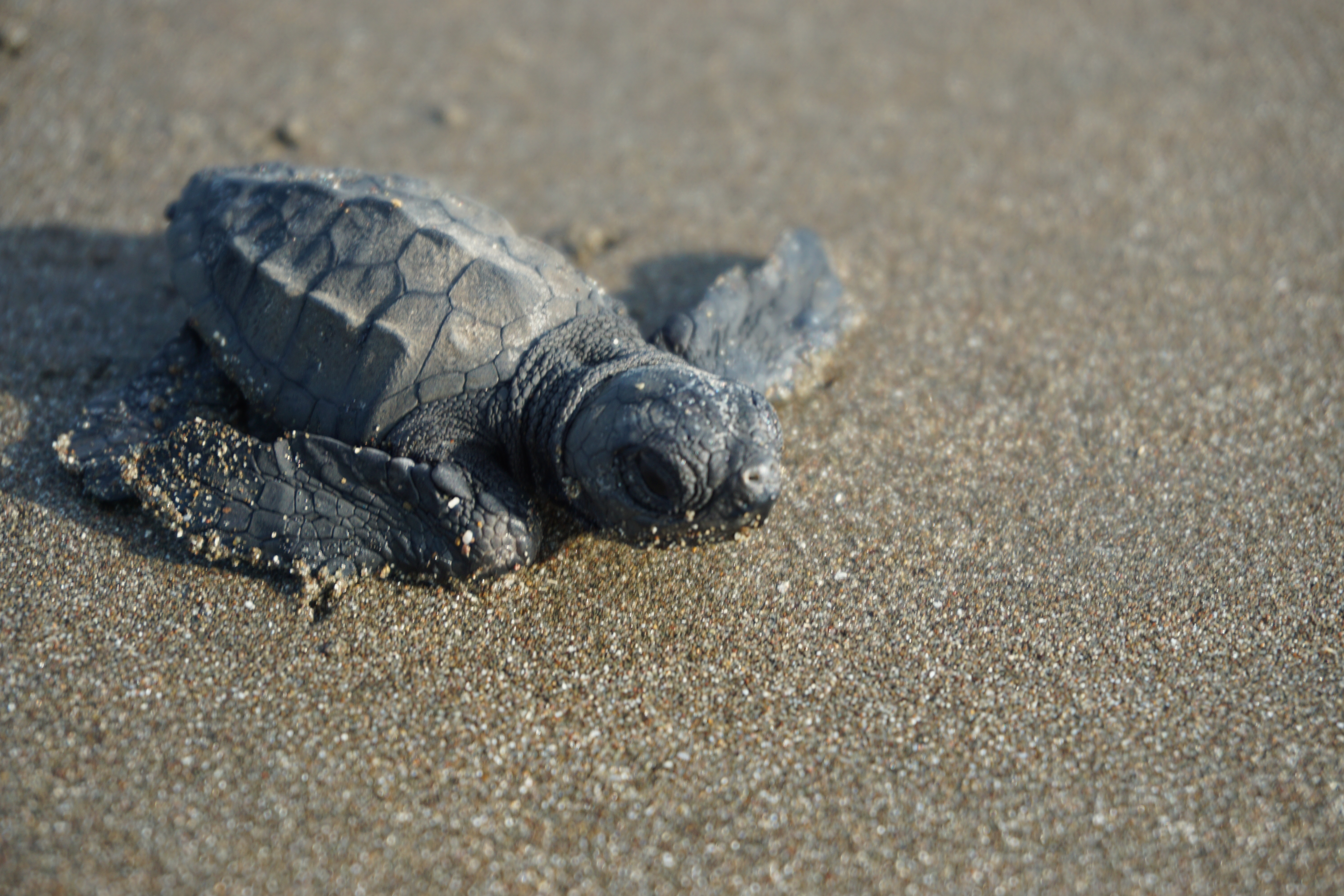 Turtle sanctuary work